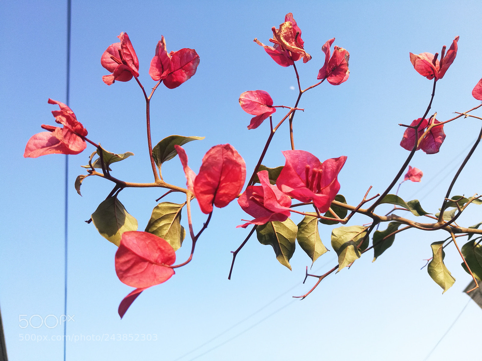 HUAWEI Honor 8 sample photo. Flower photography