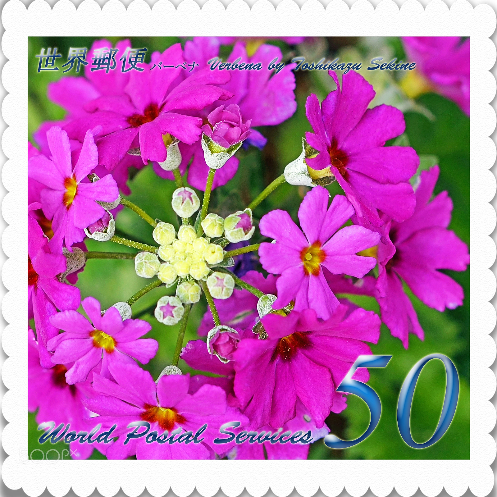 Nikon D800E sample photo. Verbena photography