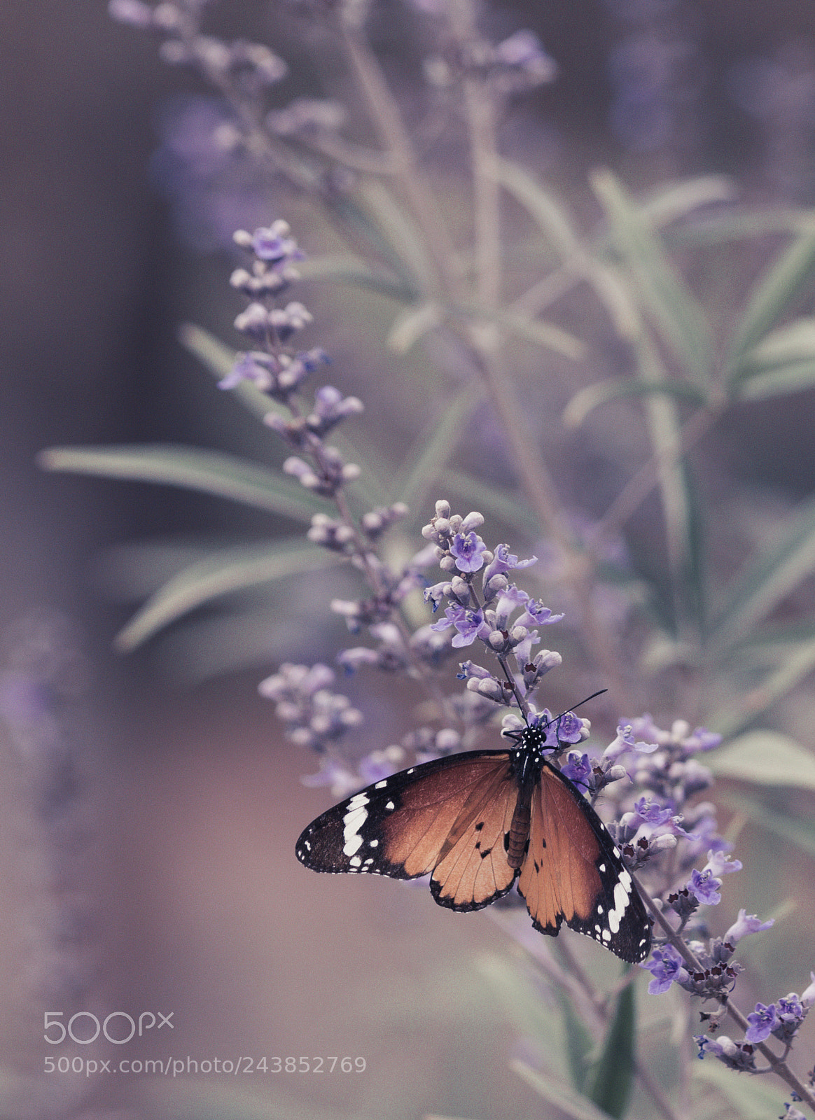 Nikon D810 sample photo. African monarch photography