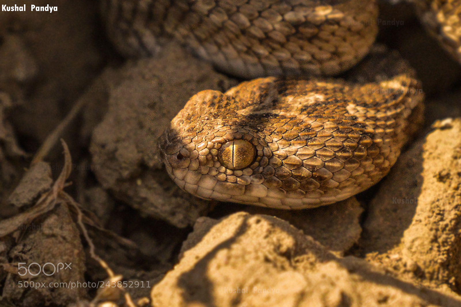 Nikon D3200 sample photo. Saw scaled viper photography