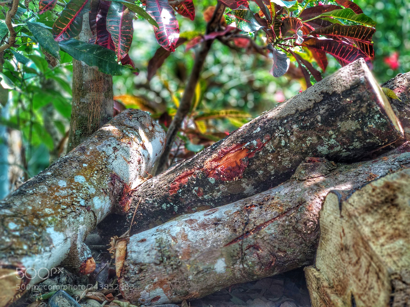 Xiaomi Mi A1 sample photo. Green and brown photography