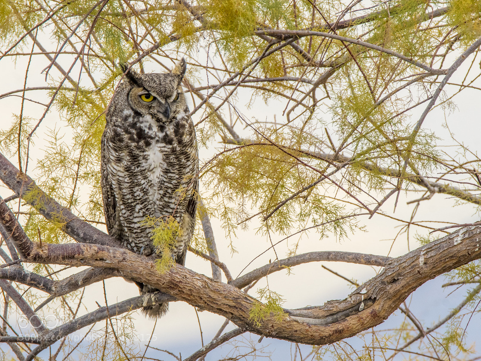 Nikon D500 sample photo. Predator resting photography
