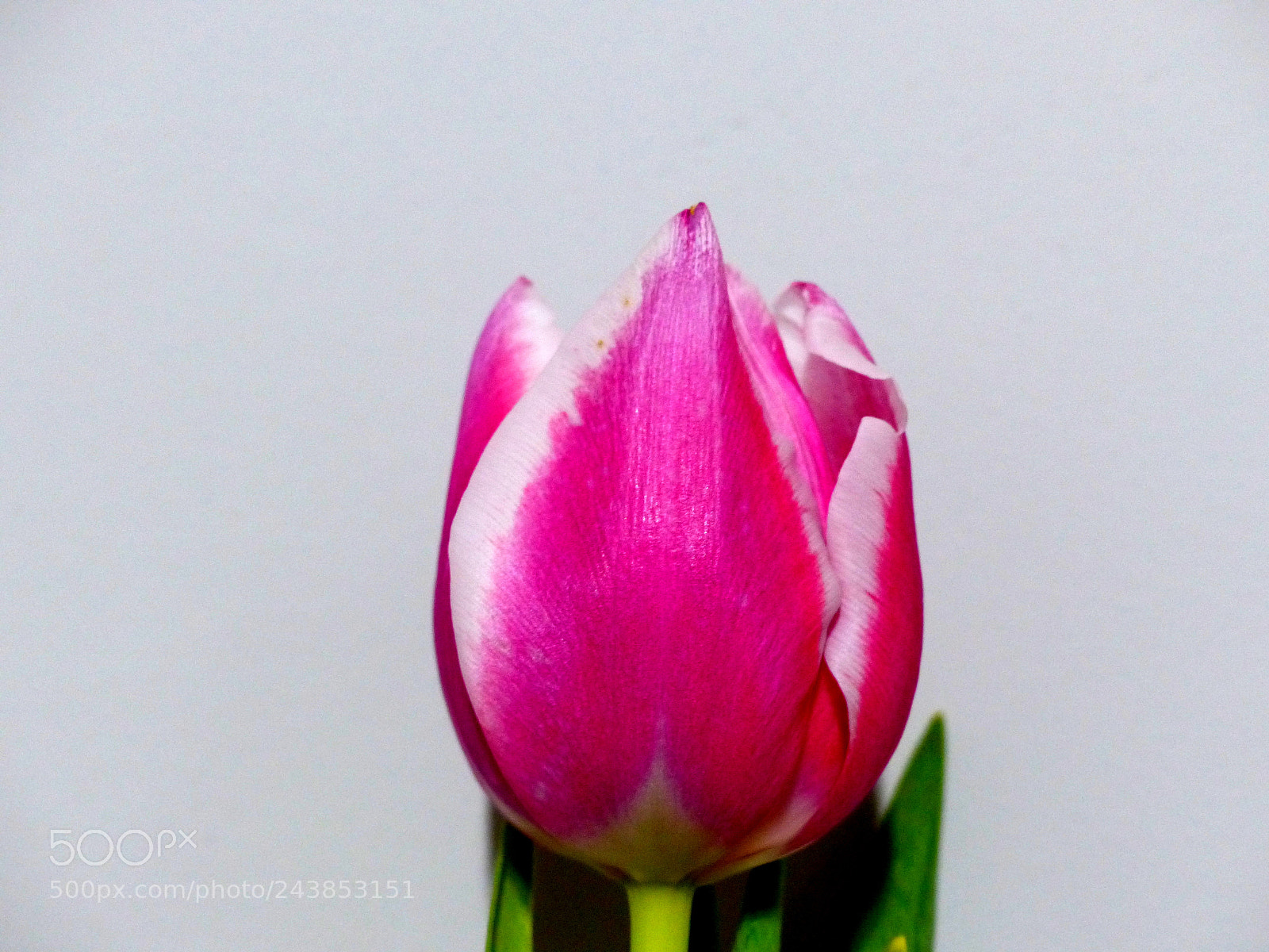 Panasonic Lumix DMC-FZ200 sample photo. Tulip photography