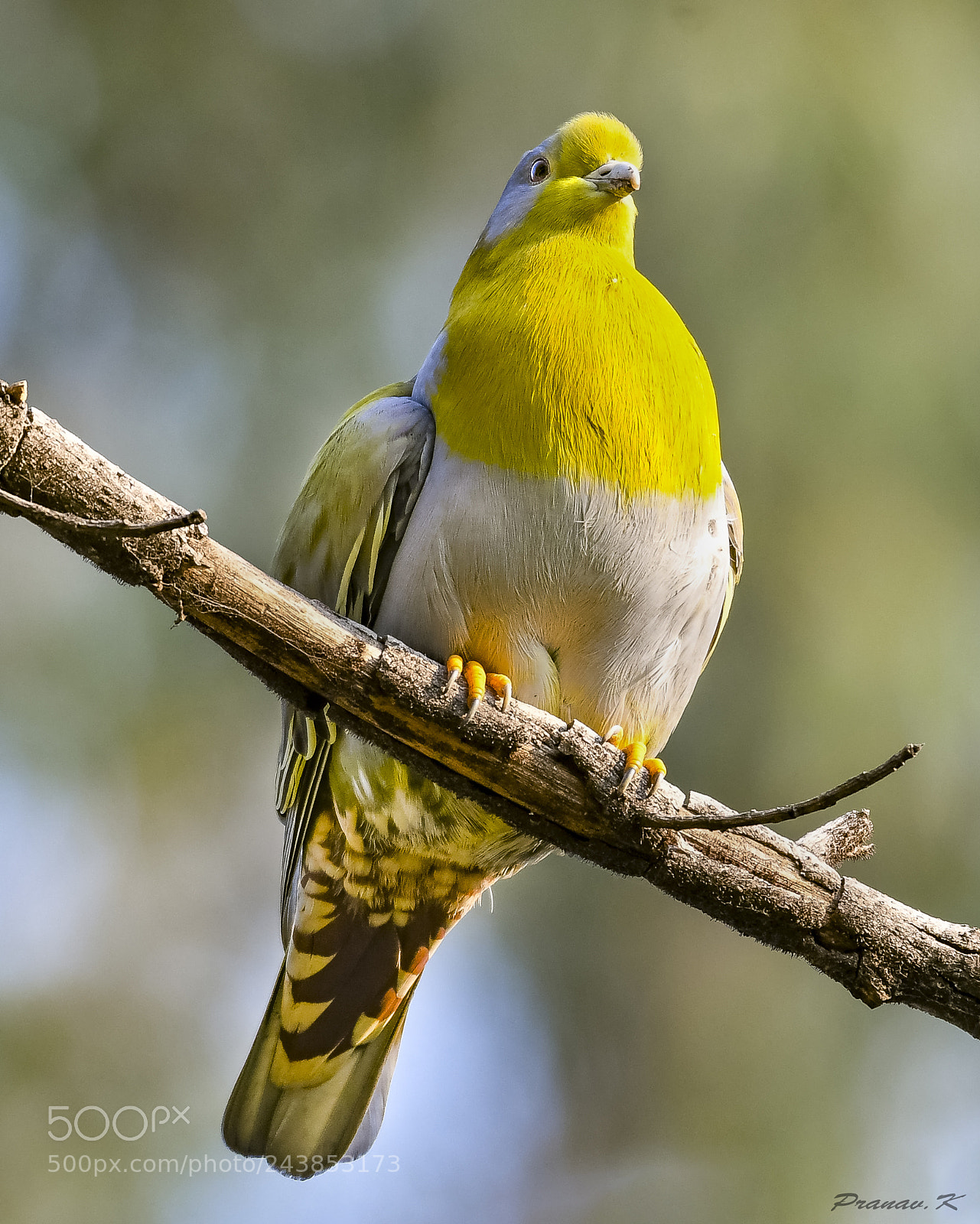 Nikon D500 sample photo. Yellow footed green pigeon photography