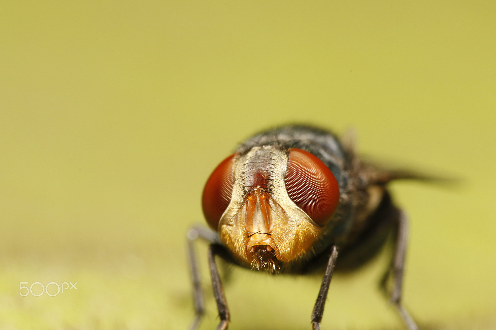 Canon EF 100mm F2.8L Macro IS USM sample photo. Fly photography
