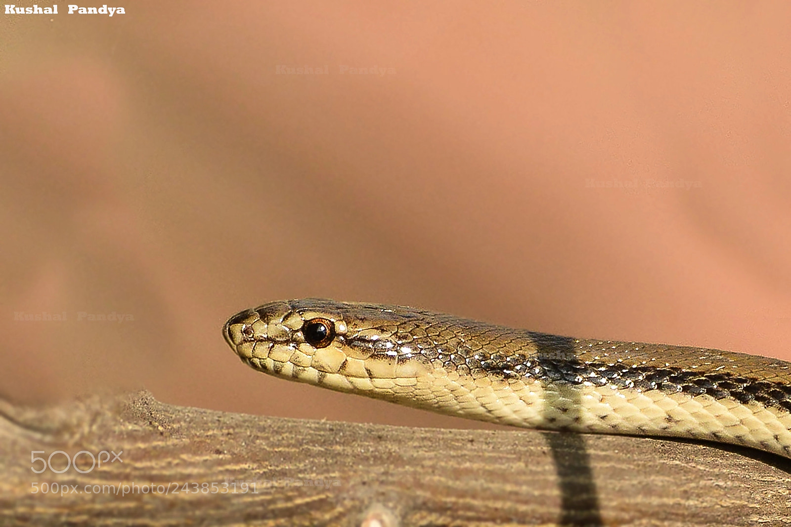 Nikon D3200 sample photo. Wallaceophis gujaratensis photography