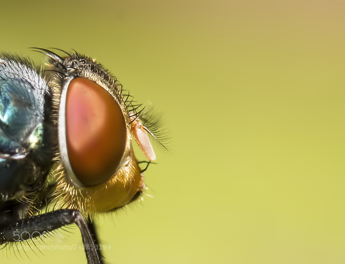 Canon EOS 7D Mark II sample photo. Close up of fly photography