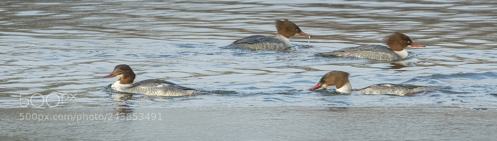 Nikon D500 sample photo. 4  female goosanders photography