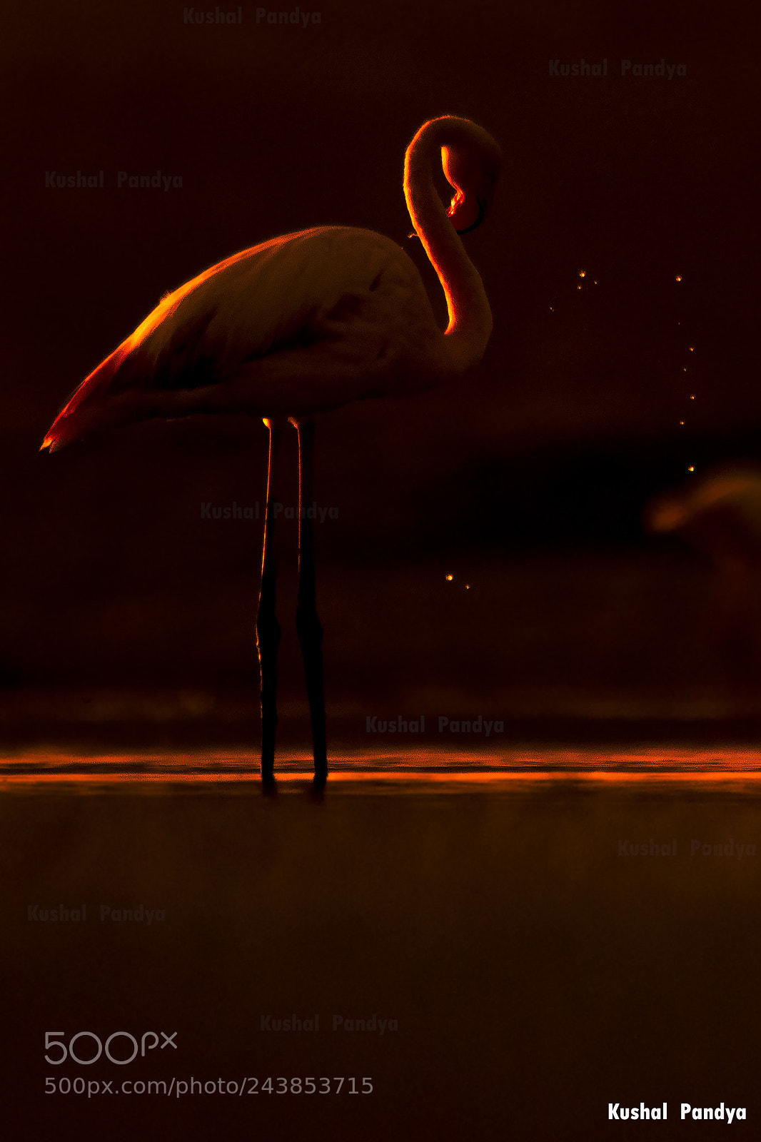 Nikon D3200 sample photo. Greater flamingo photography