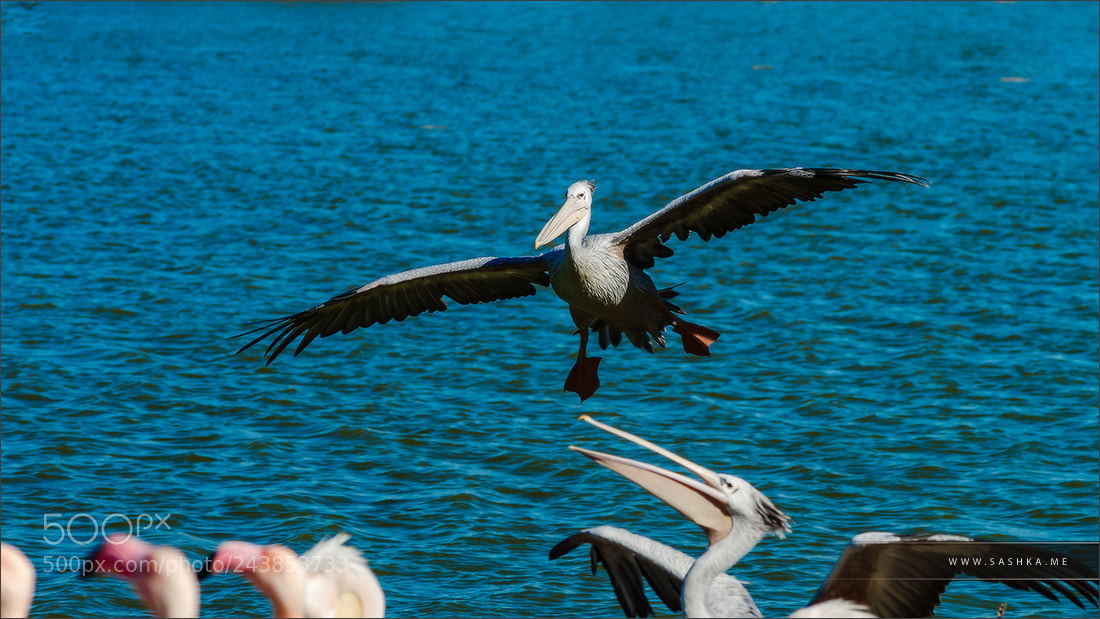 Sony Alpha a99 sample photo. Beautiful pelican grounding to photography