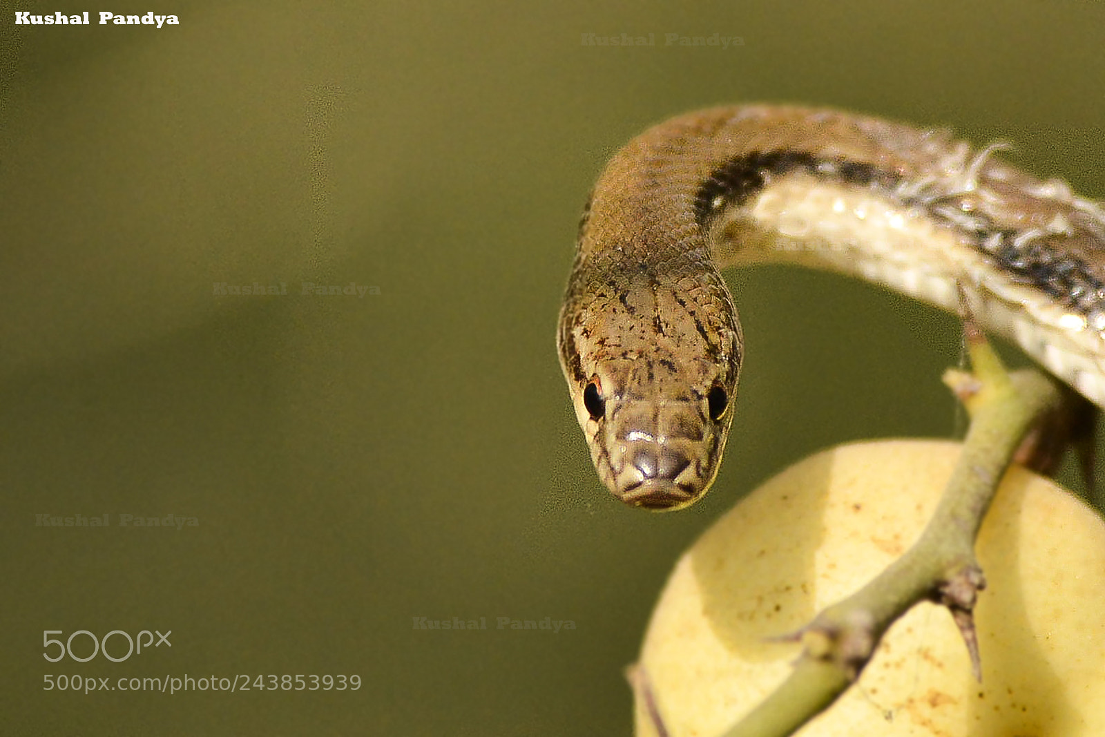 Nikon D3200 sample photo. Wallace's striped racer photography