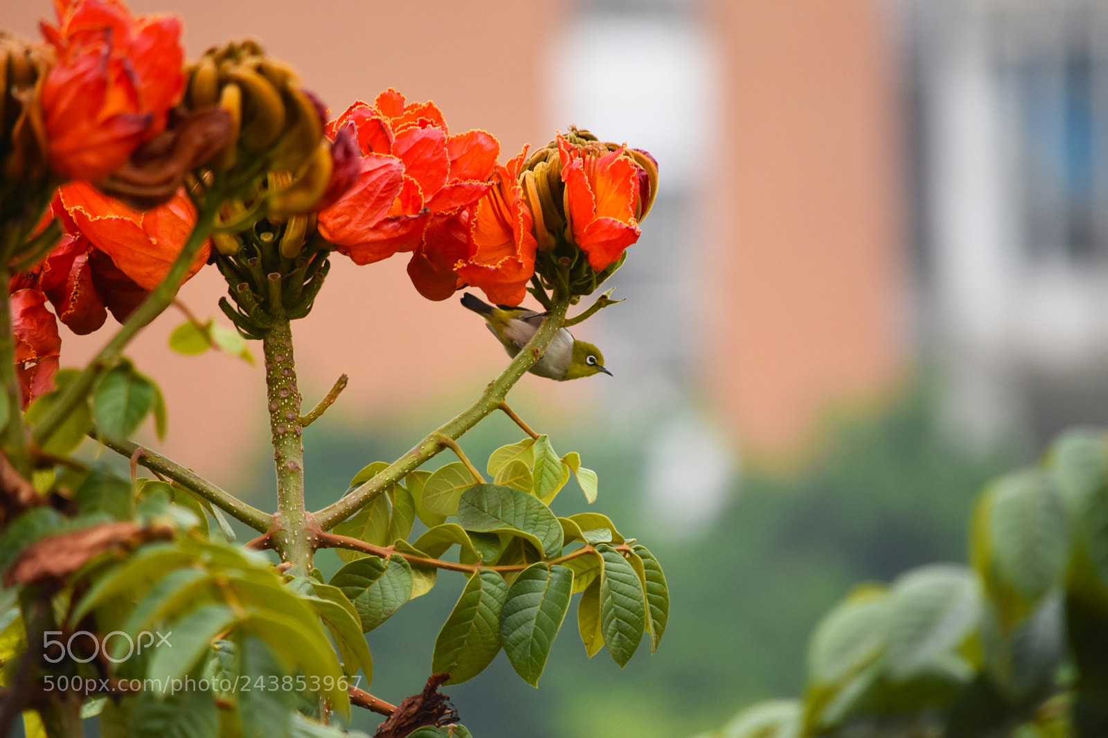 Nikon D5500 sample photo. Hummingbird photography