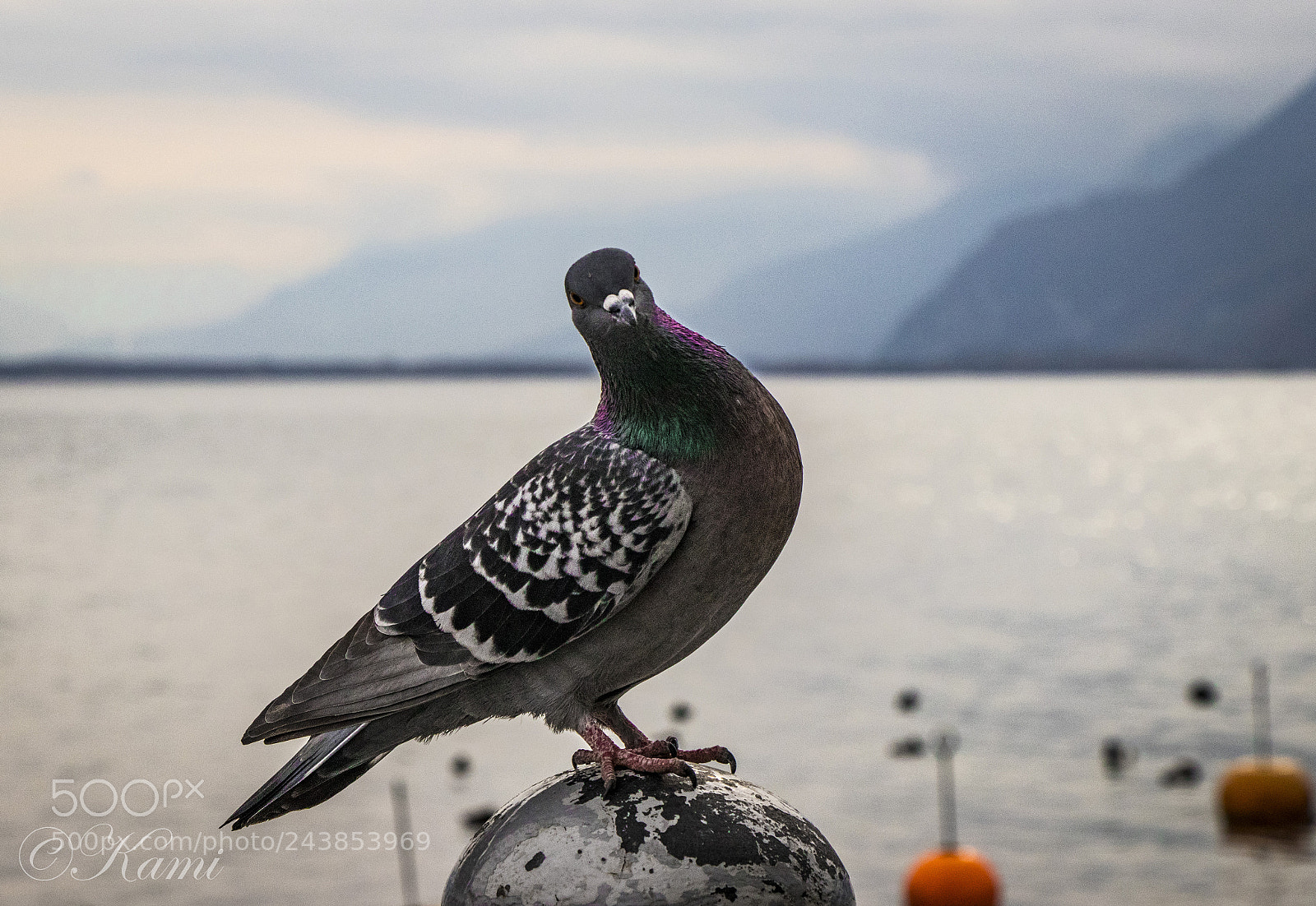 Canon EOS 77D (EOS 9000D / EOS 770D) sample photo. Small friend is staring photography