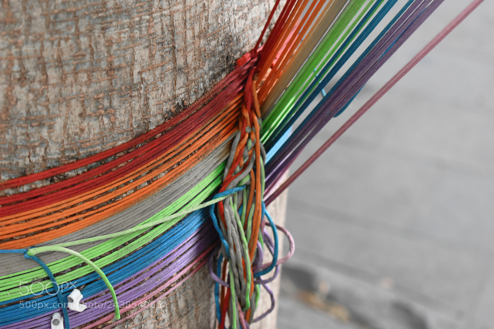Nikon D5500 sample photo. Knot photography
