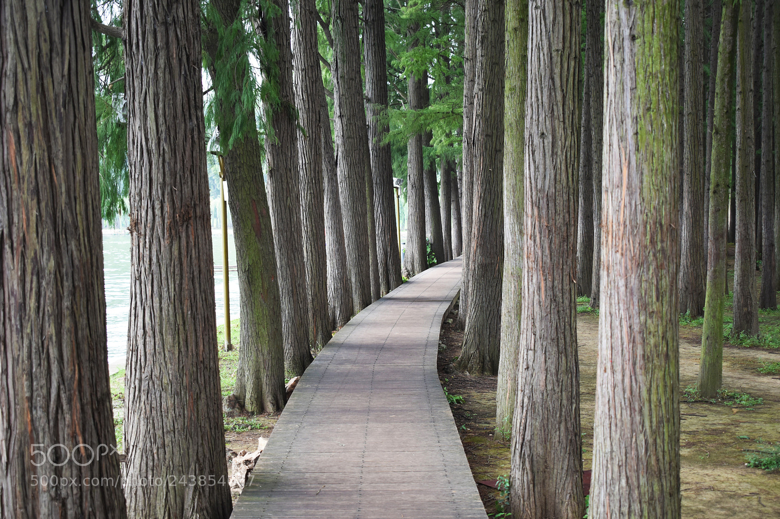 Nikon D5500 sample photo. Shady road photography