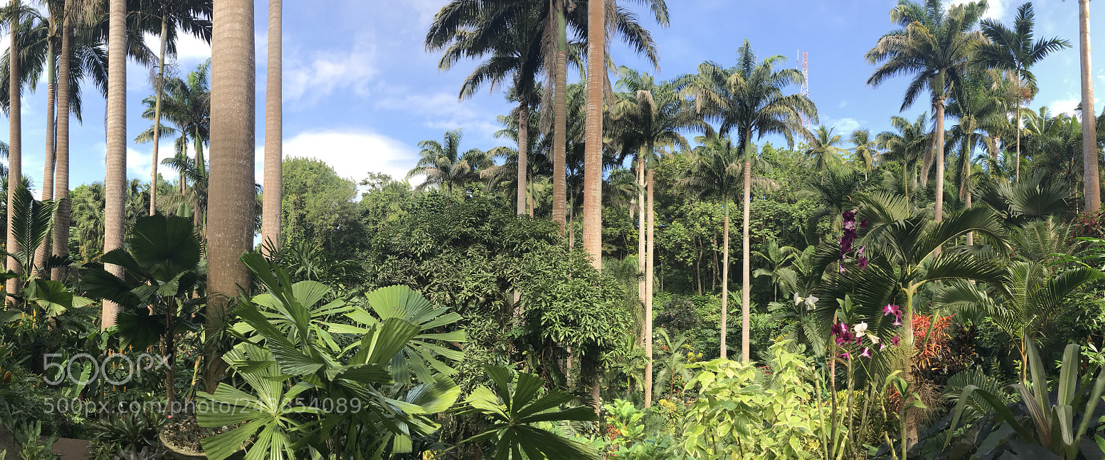 Apple iPhone 7 Plus sample photo. Hunte’s garden, barbados photography