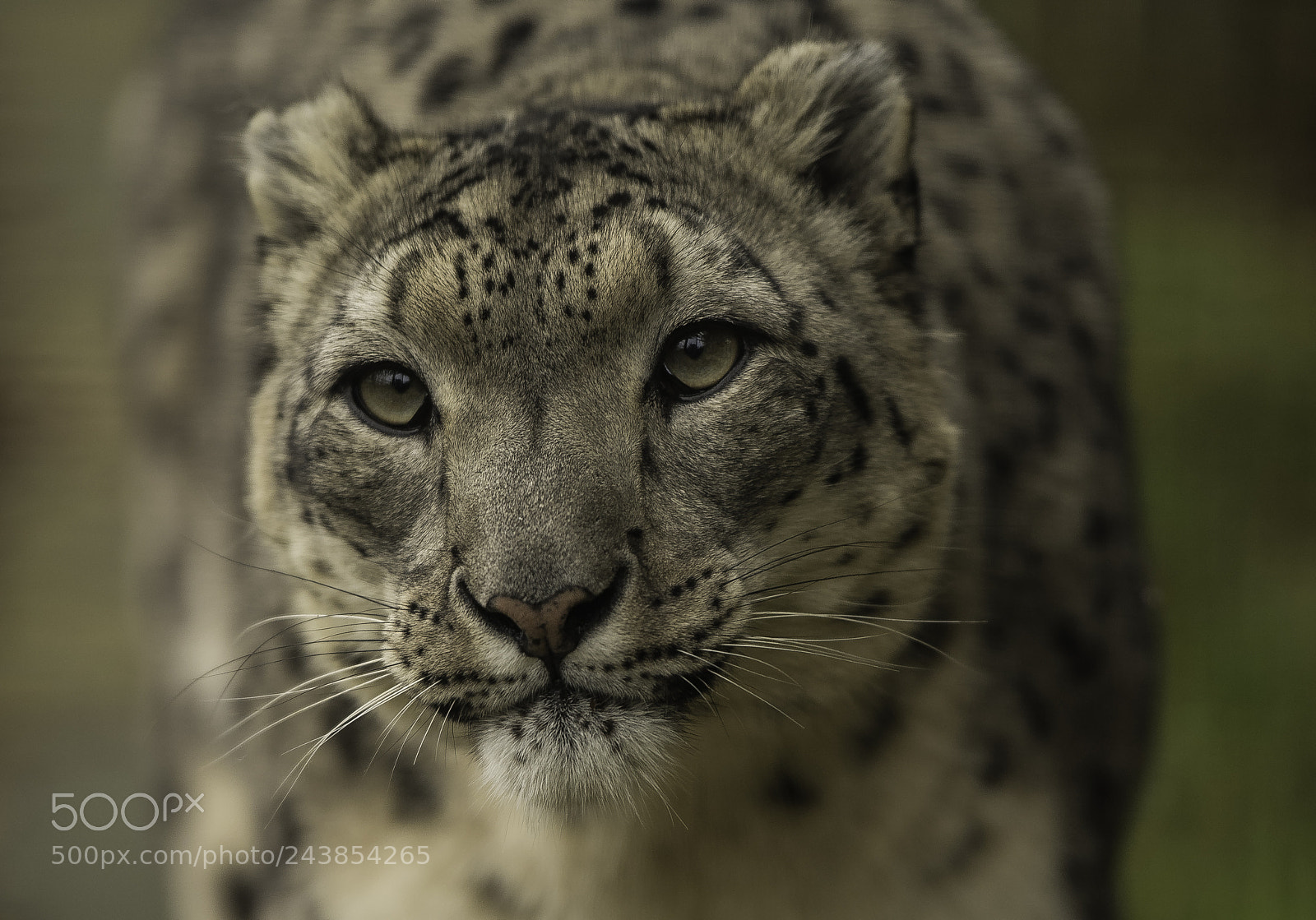 Nikon D5 sample photo. Snow leopard series photography