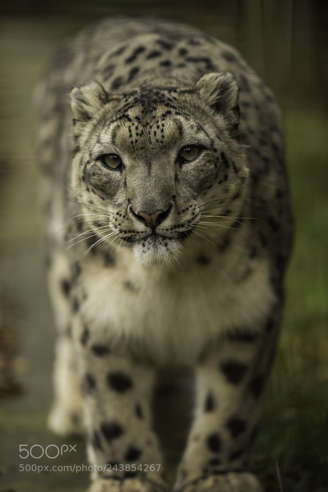 Nikon D5 sample photo. Snow leopard series photography