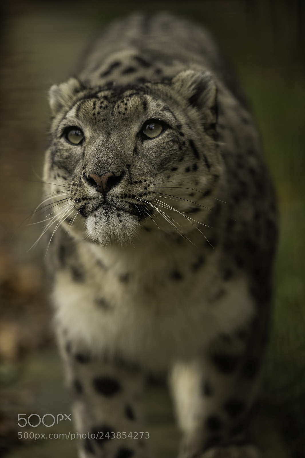 Nikon D5 sample photo. Snow leopard series photography