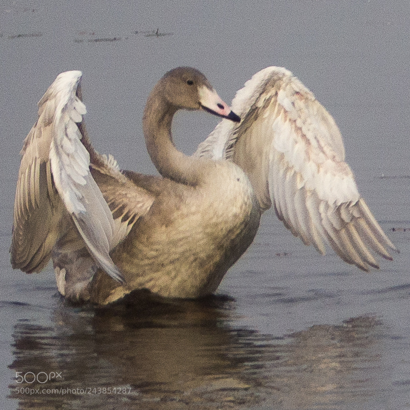 Olympus OM-D E-M10 sample photo. Swan photography