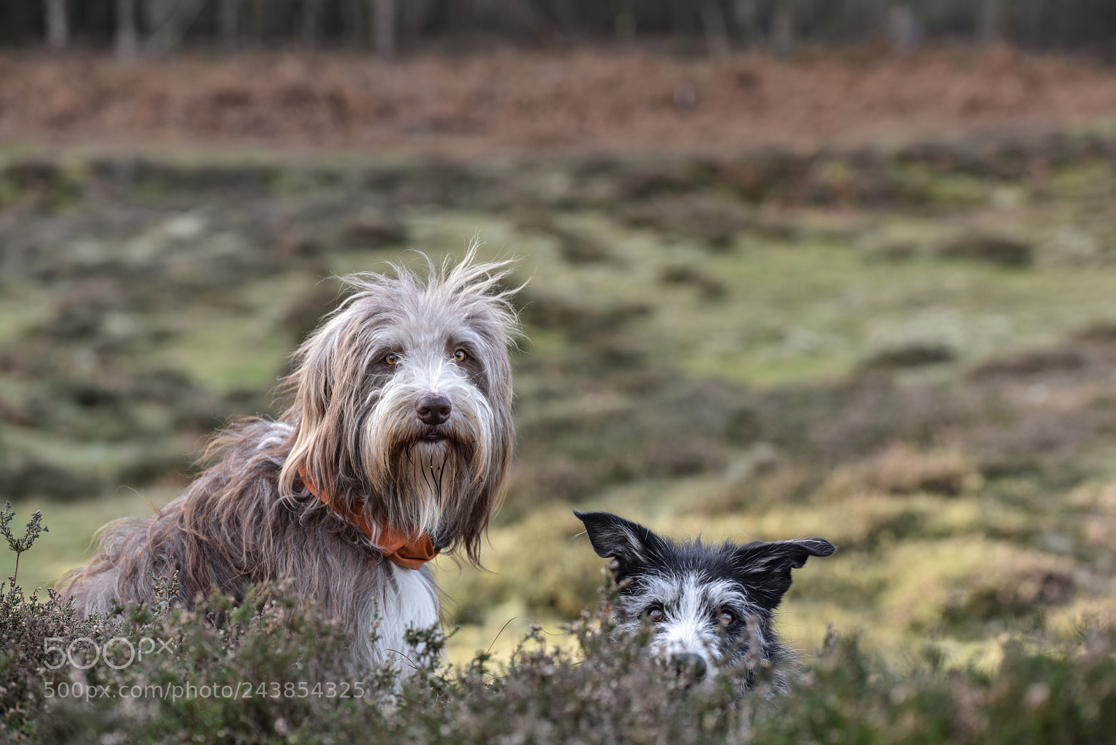Nikon D810 sample photo. Is it ground dog photography