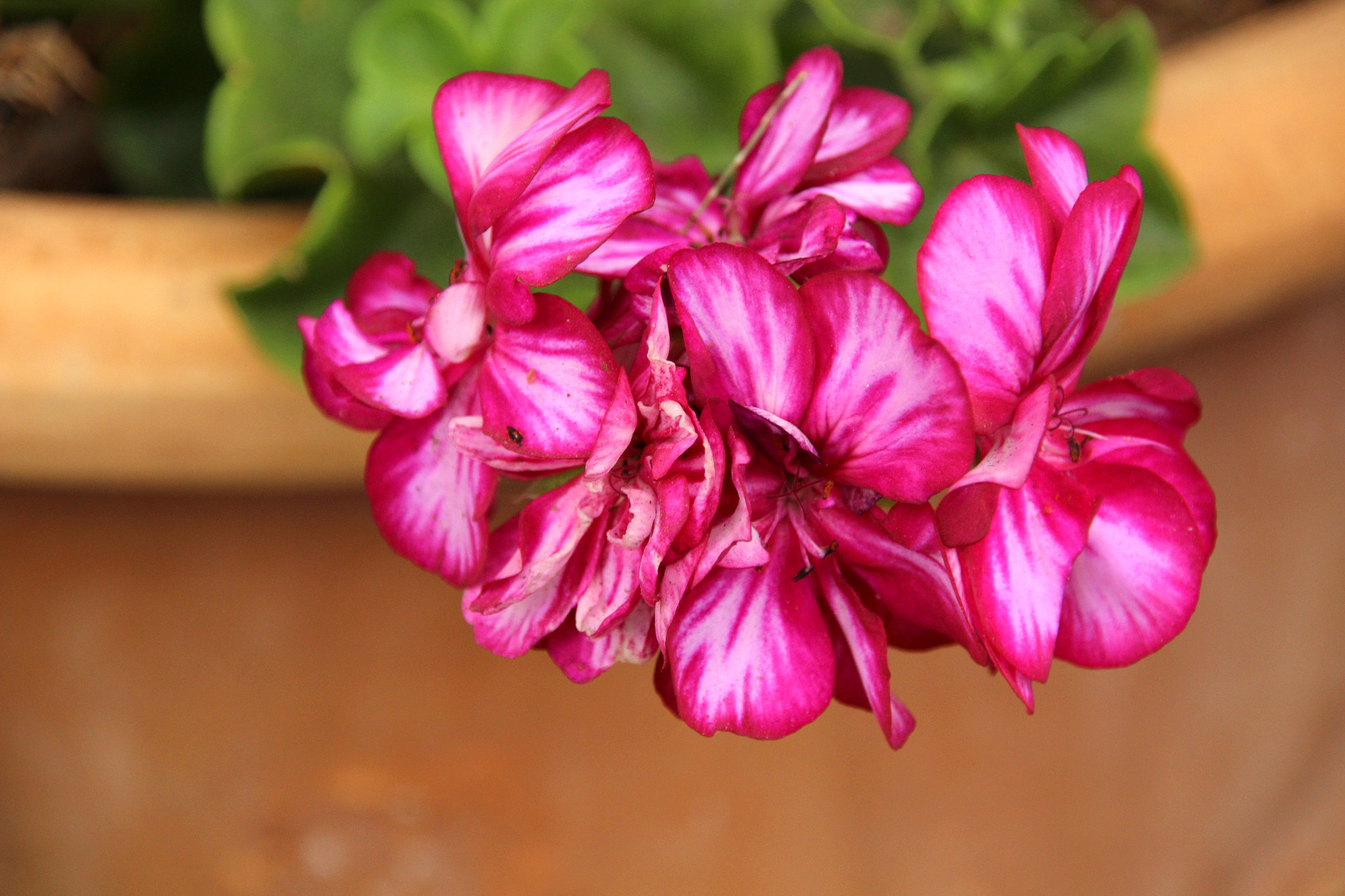 Sigma 18-200mm f/3.5-6.3 DC OS sample photo. Flower in garden. photography