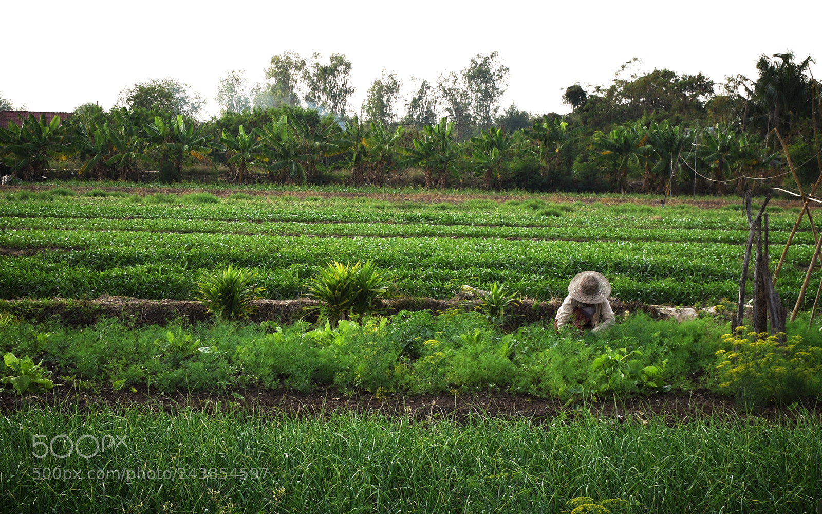 Nikon D5600 sample photo. Arable photography