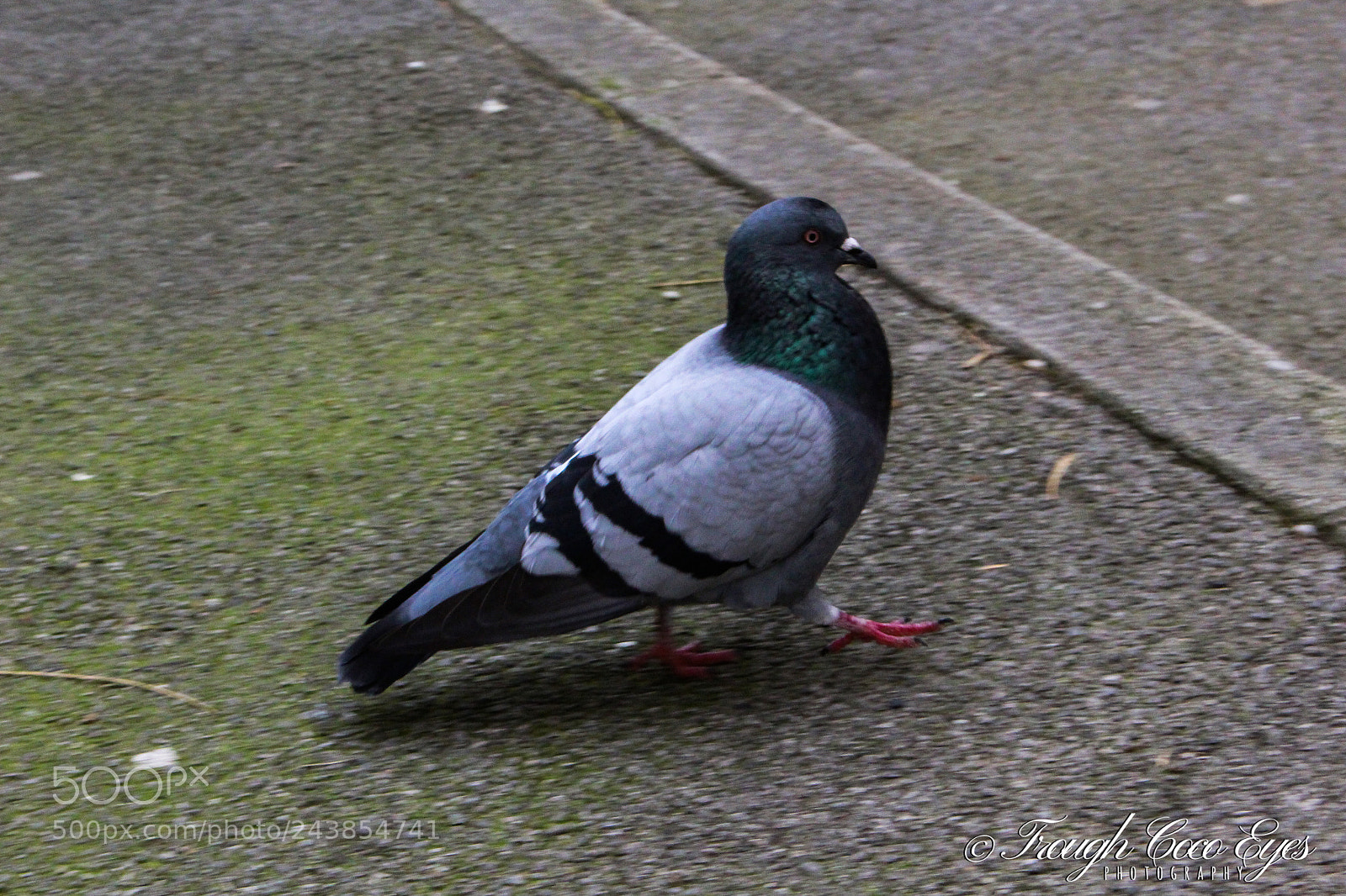 Canon EOS 100D (EOS Rebel SL1 / EOS Kiss X7) sample photo. Passant photography