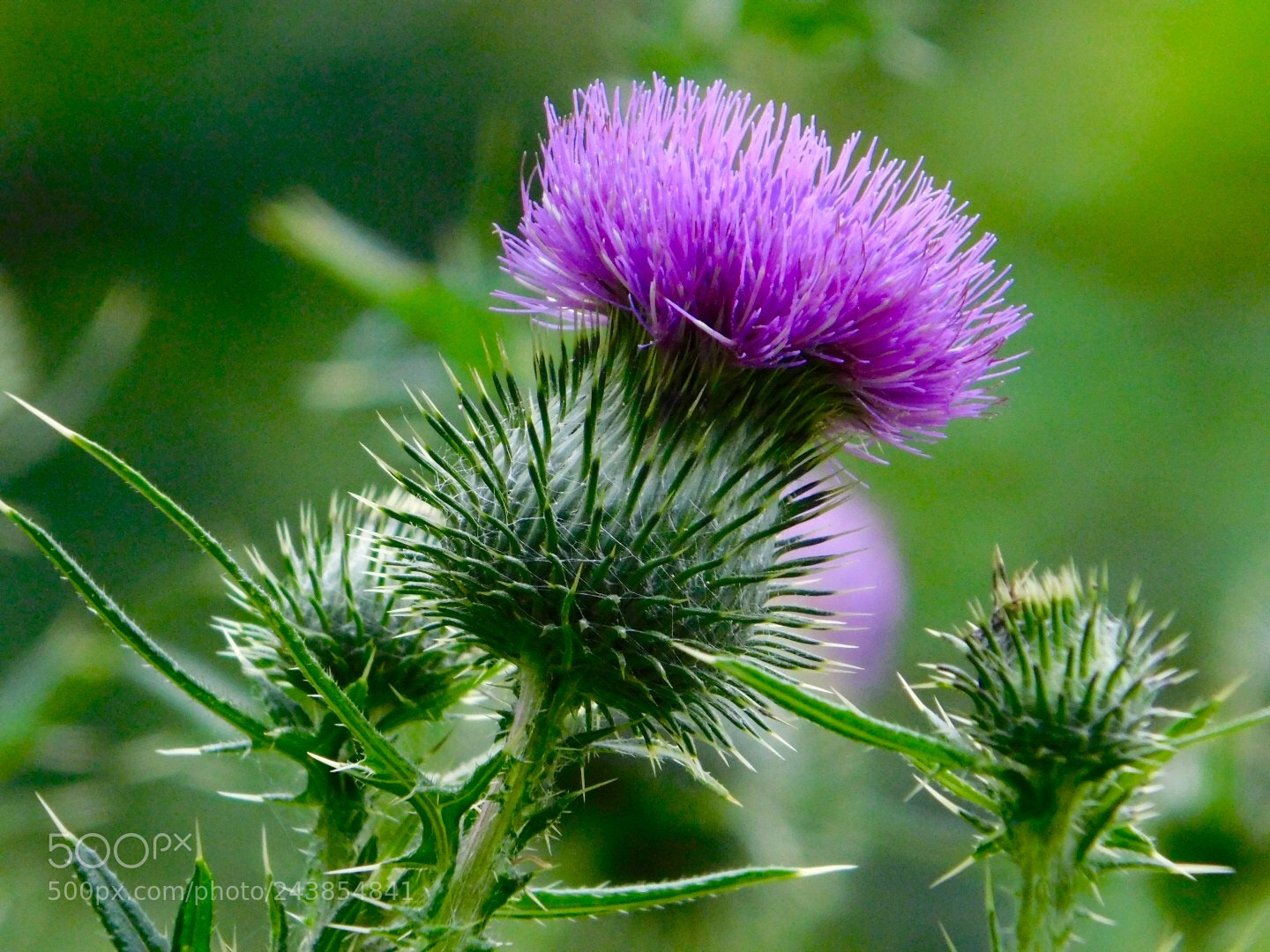 Nikon Coolpix B500 sample photo. Summer thistle photography