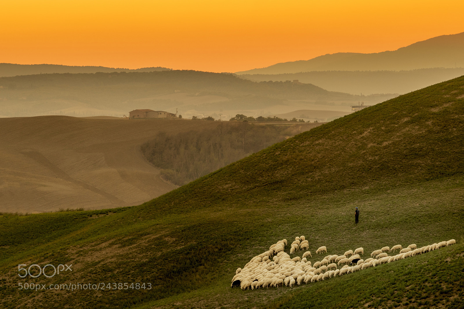 Olympus OM-D E-M1 Mark II sample photo. The shepherd photography