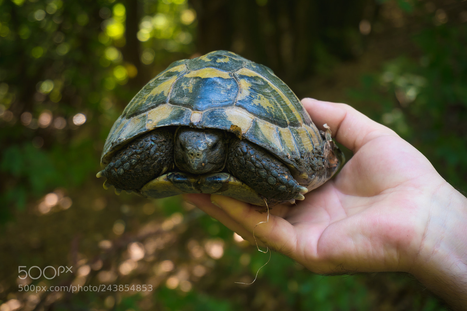 Sony a6300 sample photo. Turtle photography