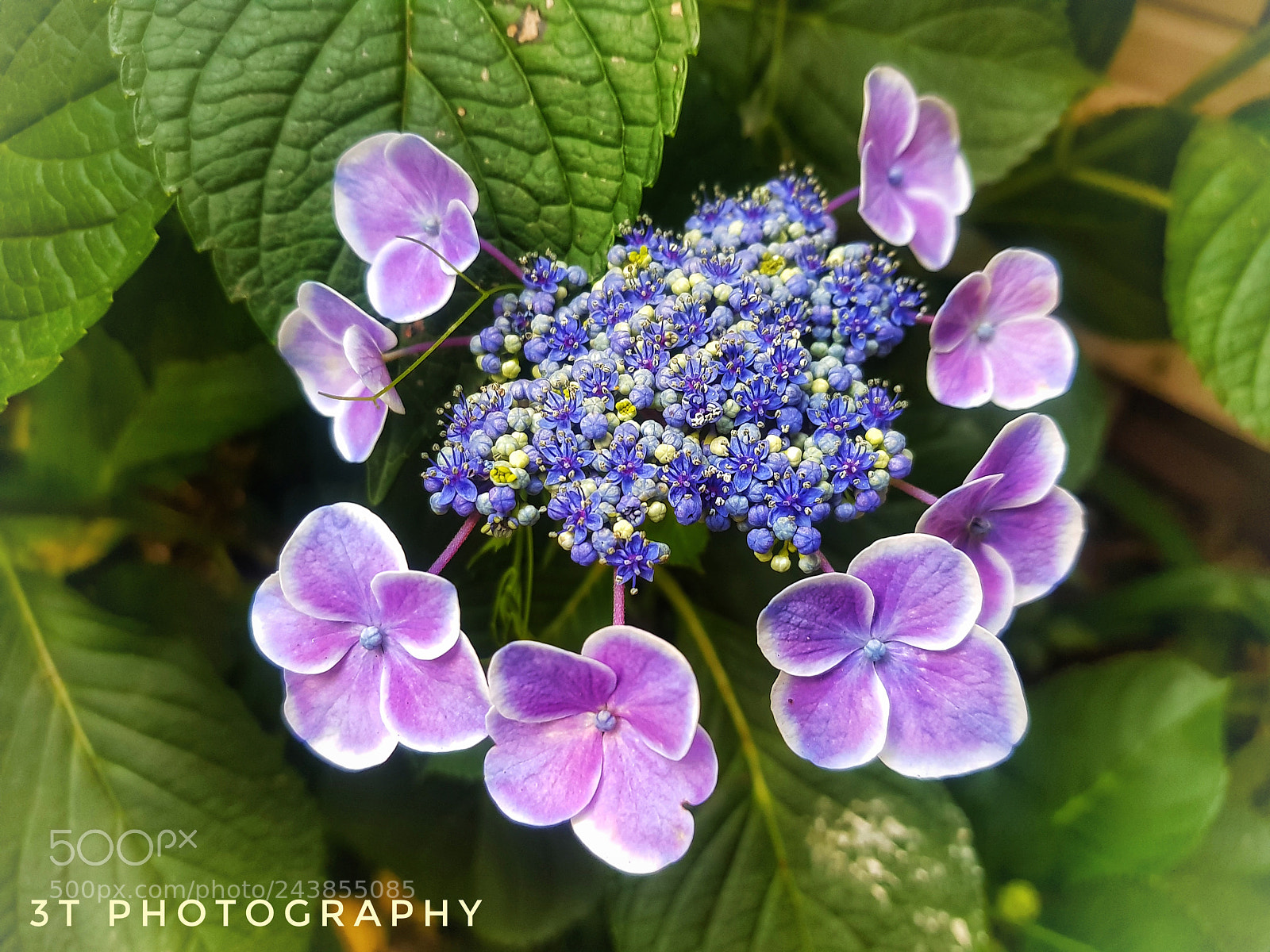 Samsung Galaxy S8+ sample photo. Awesome flower photography