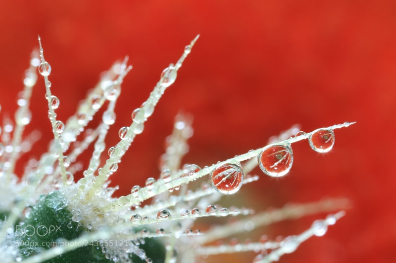 Canon EOS 7D Mark II sample photo. Beauty drops photography