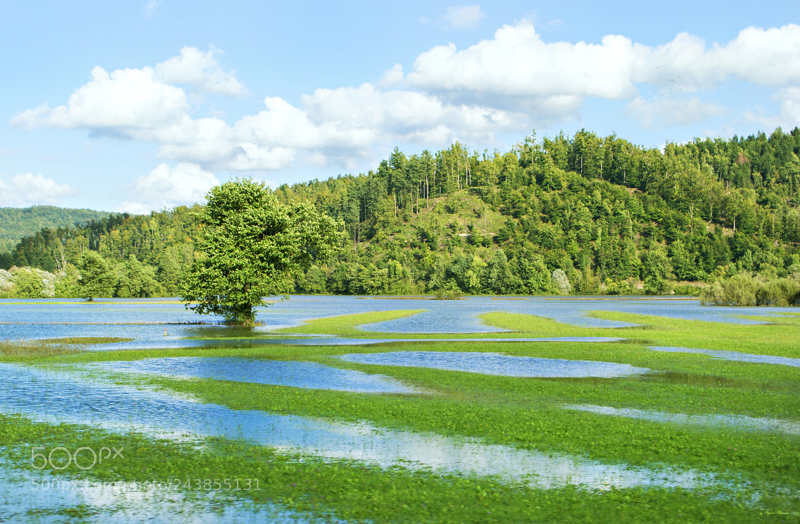 Nikon D3100 sample photo. Water tree photography