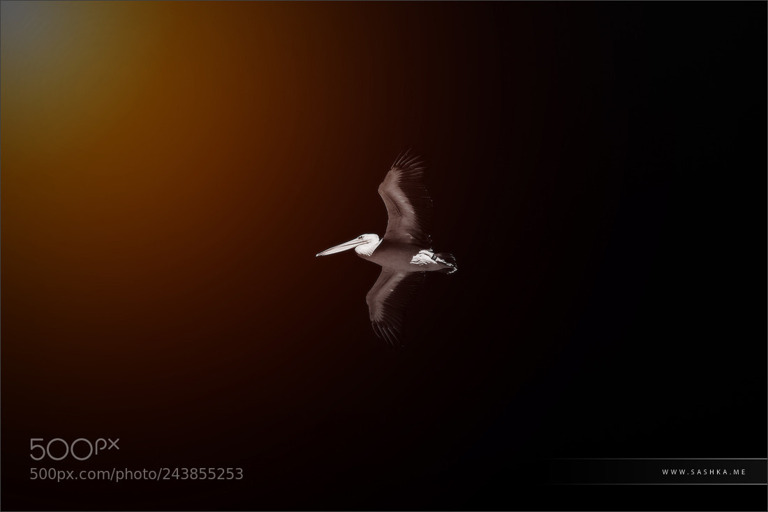 Sony Alpha a99 sample photo. Beautiful pelican flying in photography