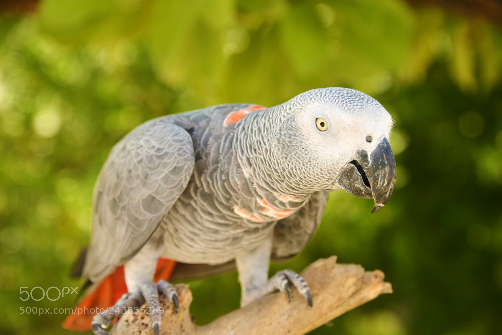 Nikon D800 sample photo. African gray parrot photography