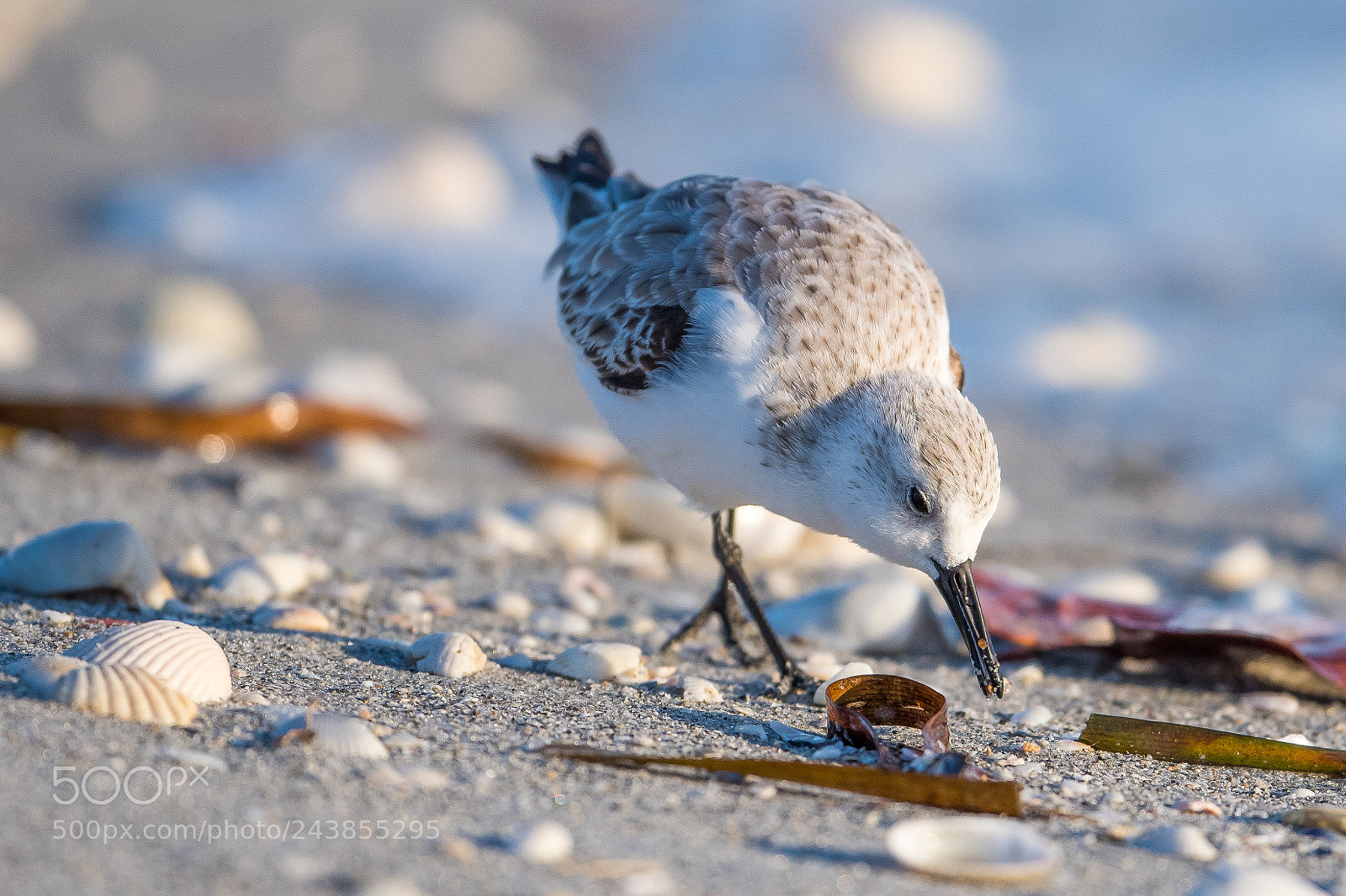 Nikon D500 sample photo. Beachwalker... photography