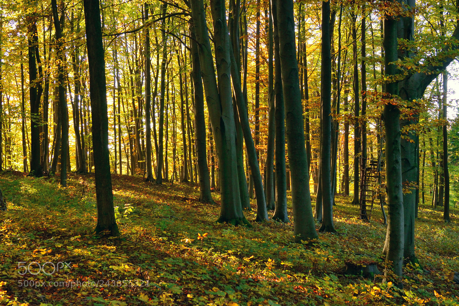 Nikon D3100 sample photo. Autumn on lindelberg photography