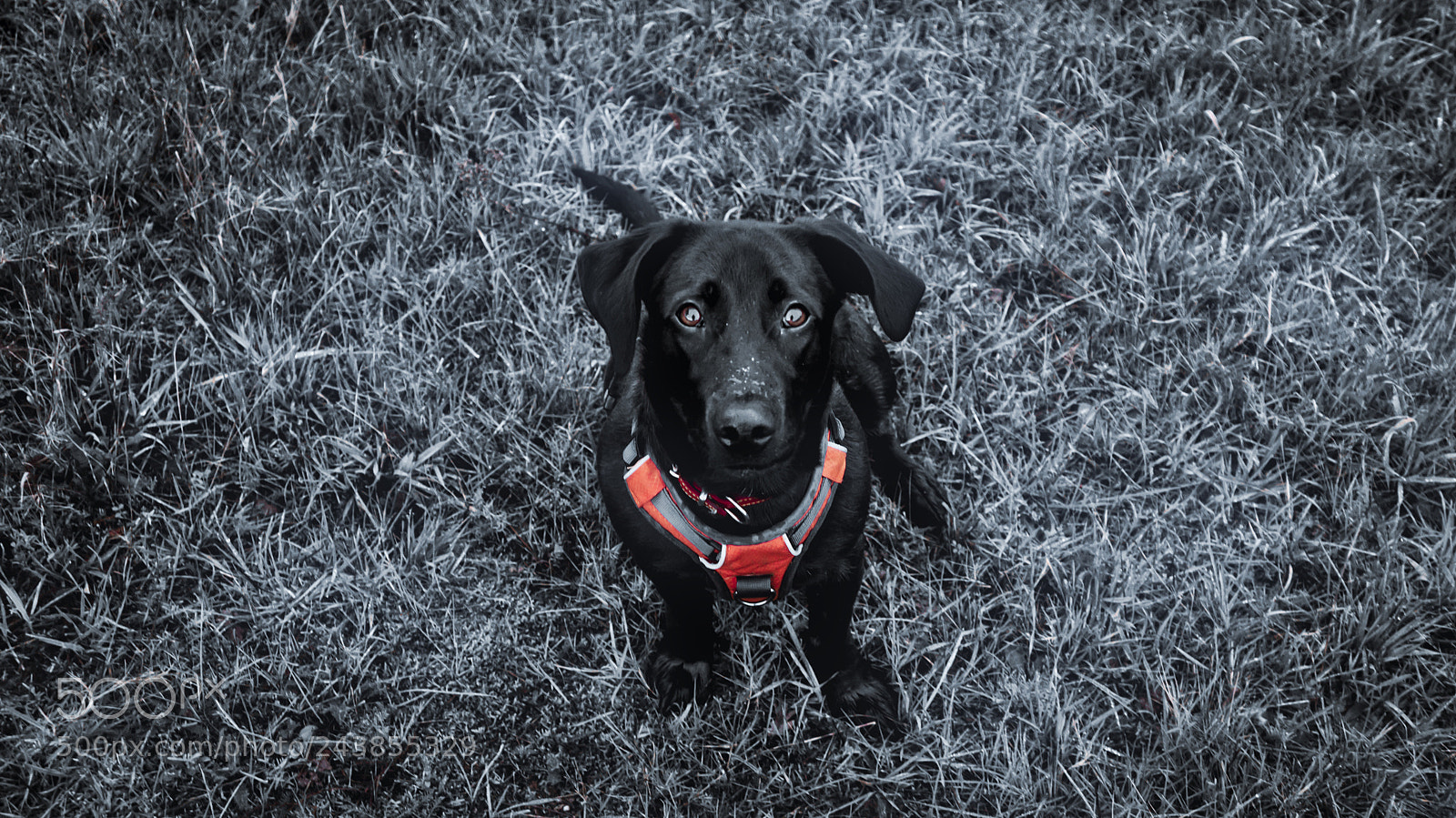 Sony Alpha NEX-5R sample photo. Adventure buddy photography