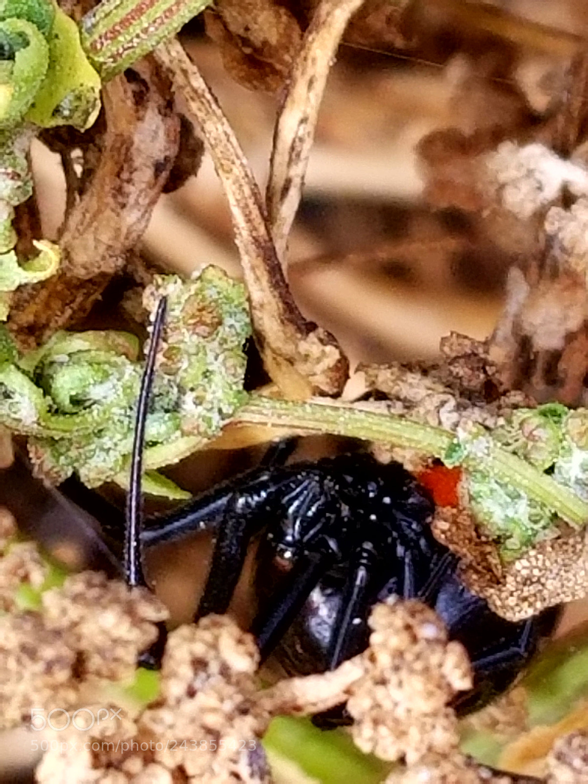 Samsung Galaxy S8+ sample photo. Deadly widow.jpg photography