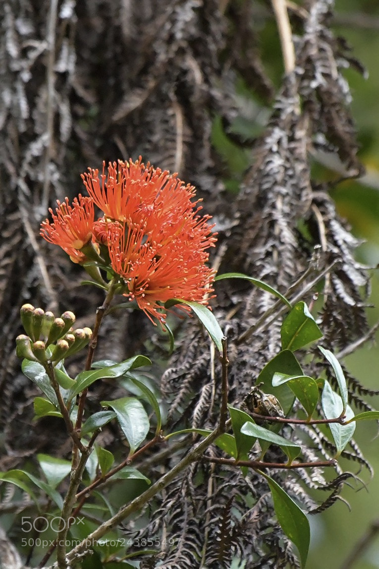 Nikon D500 sample photo. Southern rātā photography