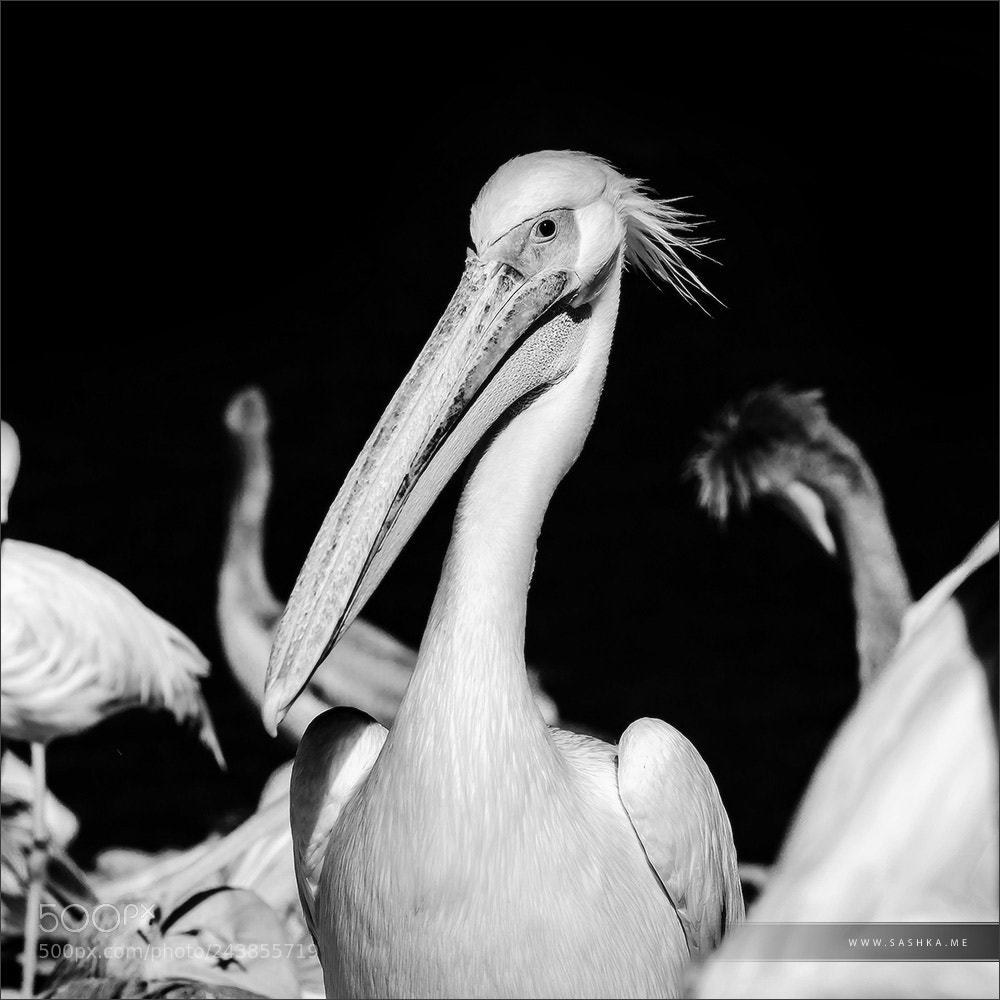 Sony Alpha a99 sample photo. Pelican close-up portrait, proudly photography