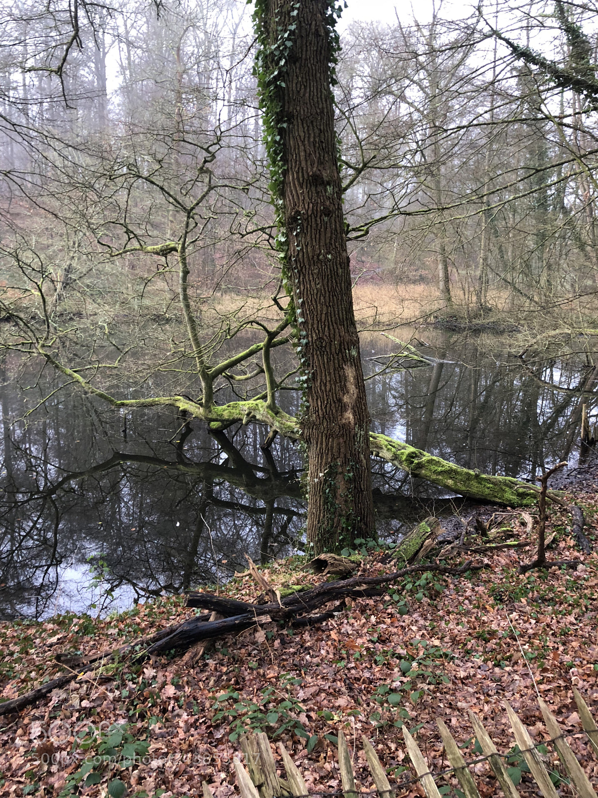 Apple iPhone X sample photo. Serenity in the sonian photography