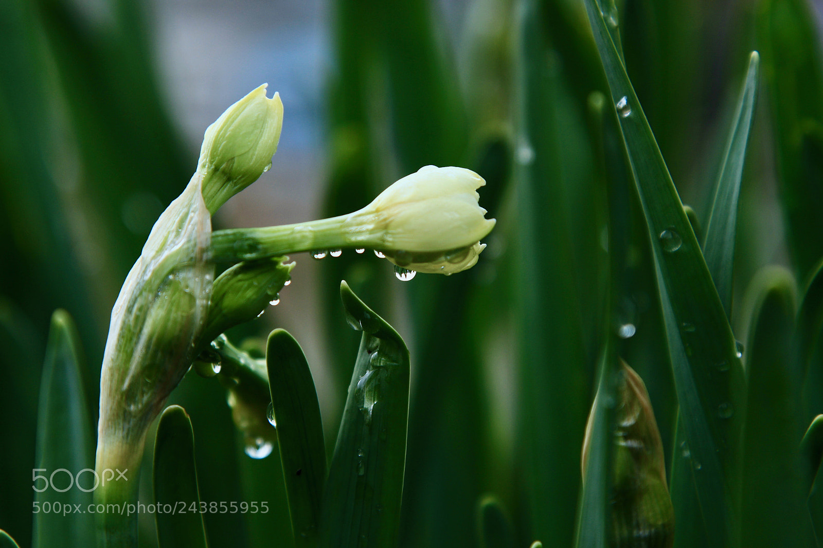 Canon EOS 700D (EOS Rebel T5i / EOS Kiss X7i) sample photo. Raindrop-aholic... photography