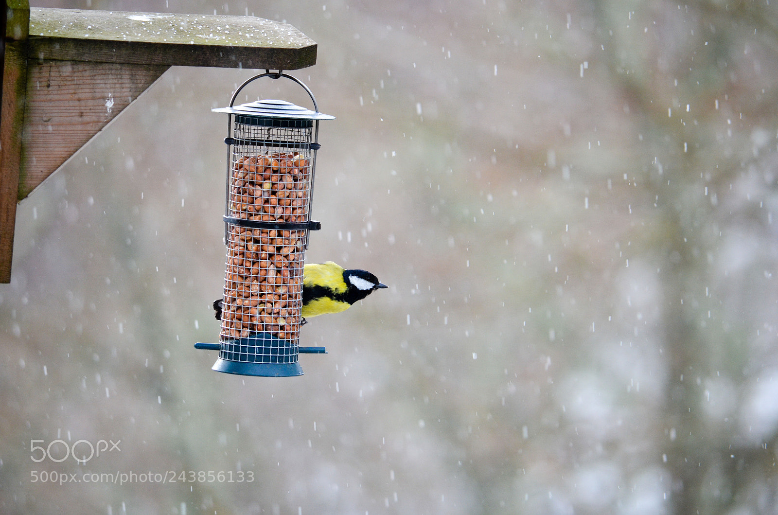 Nikon D5100 sample photo. Bird feeding in snow. photography