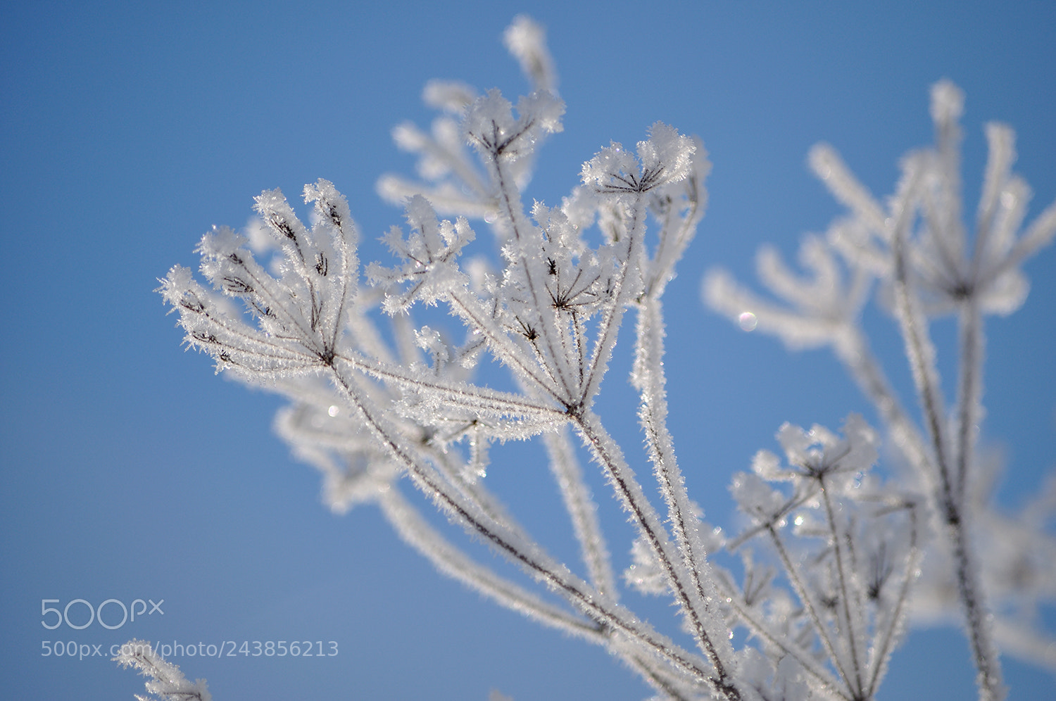 Nikon D90 sample photo. И зимой цветут цветы... photography