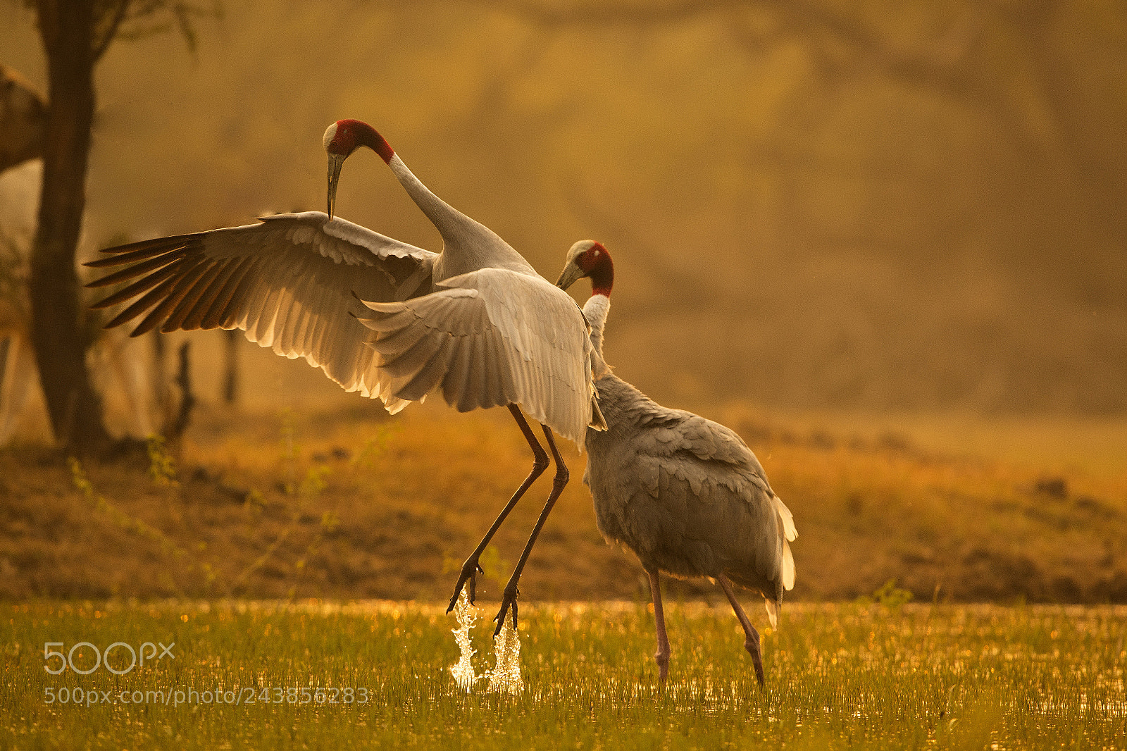Canon EOS-1D X Mark II sample photo. Saras crane dance. photography