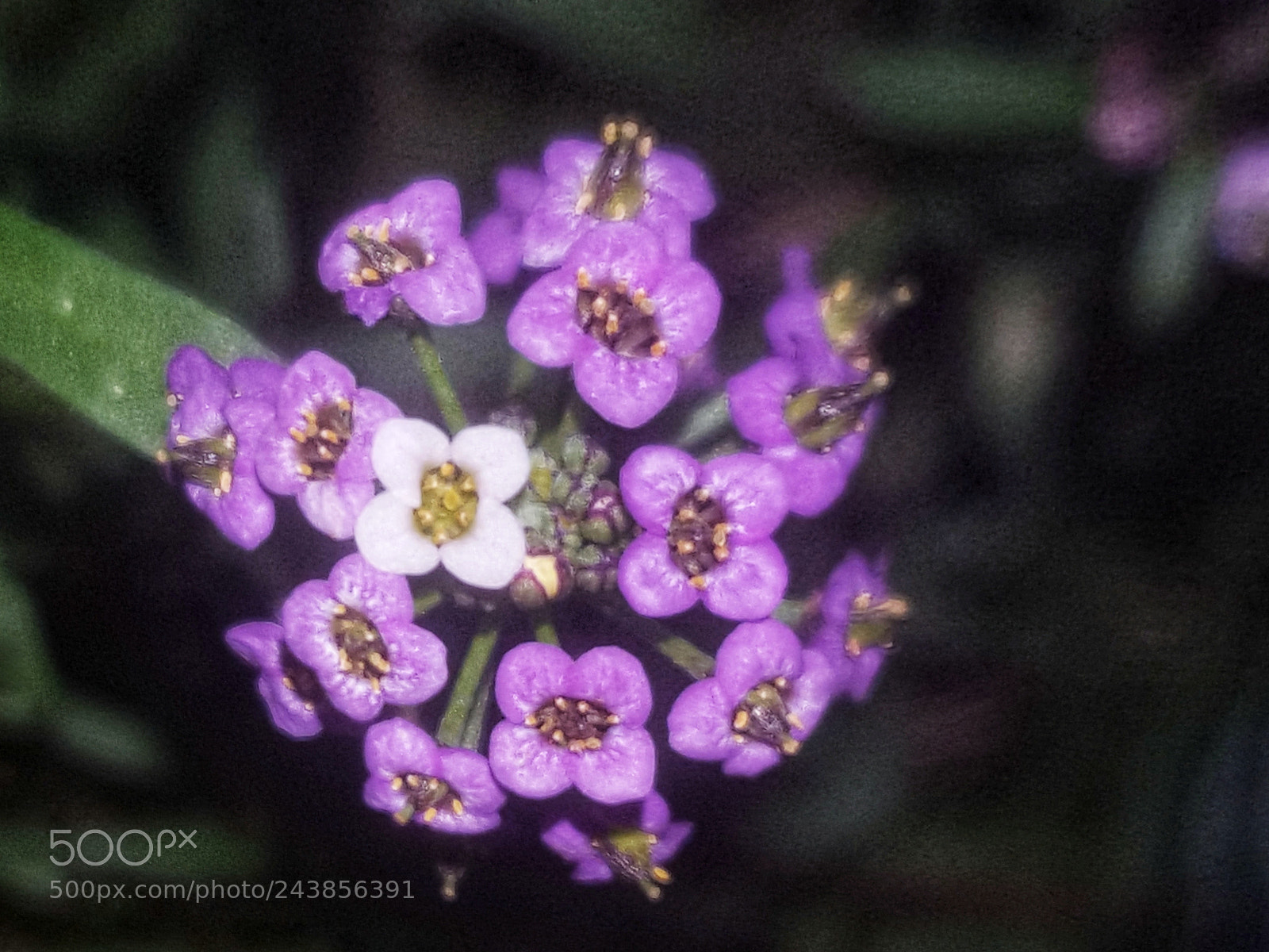 Samsung Galaxy S6 sample photo. Flowers photography