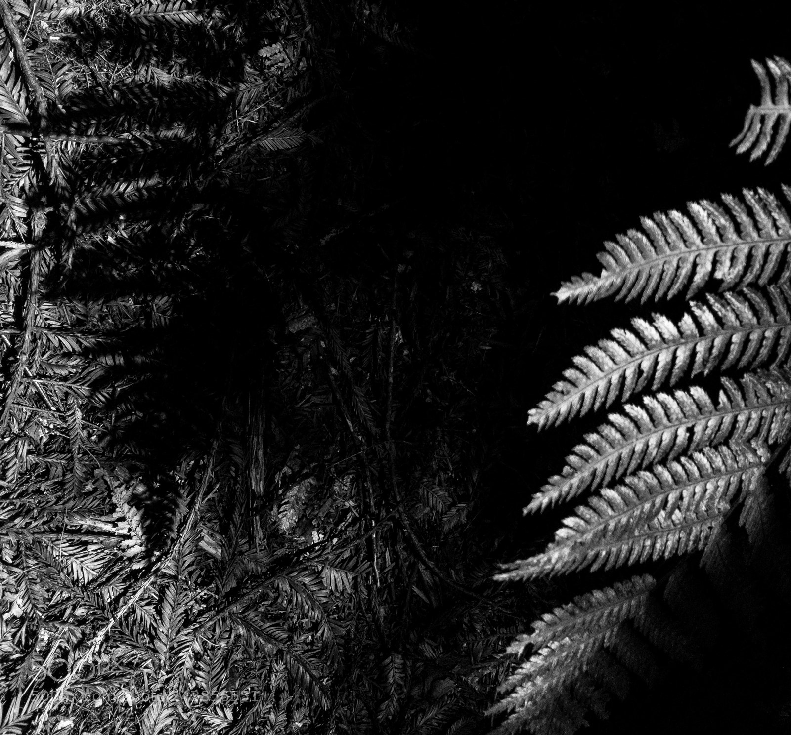 Apple iPhone 6s Plus sample photo. Rotorua photography