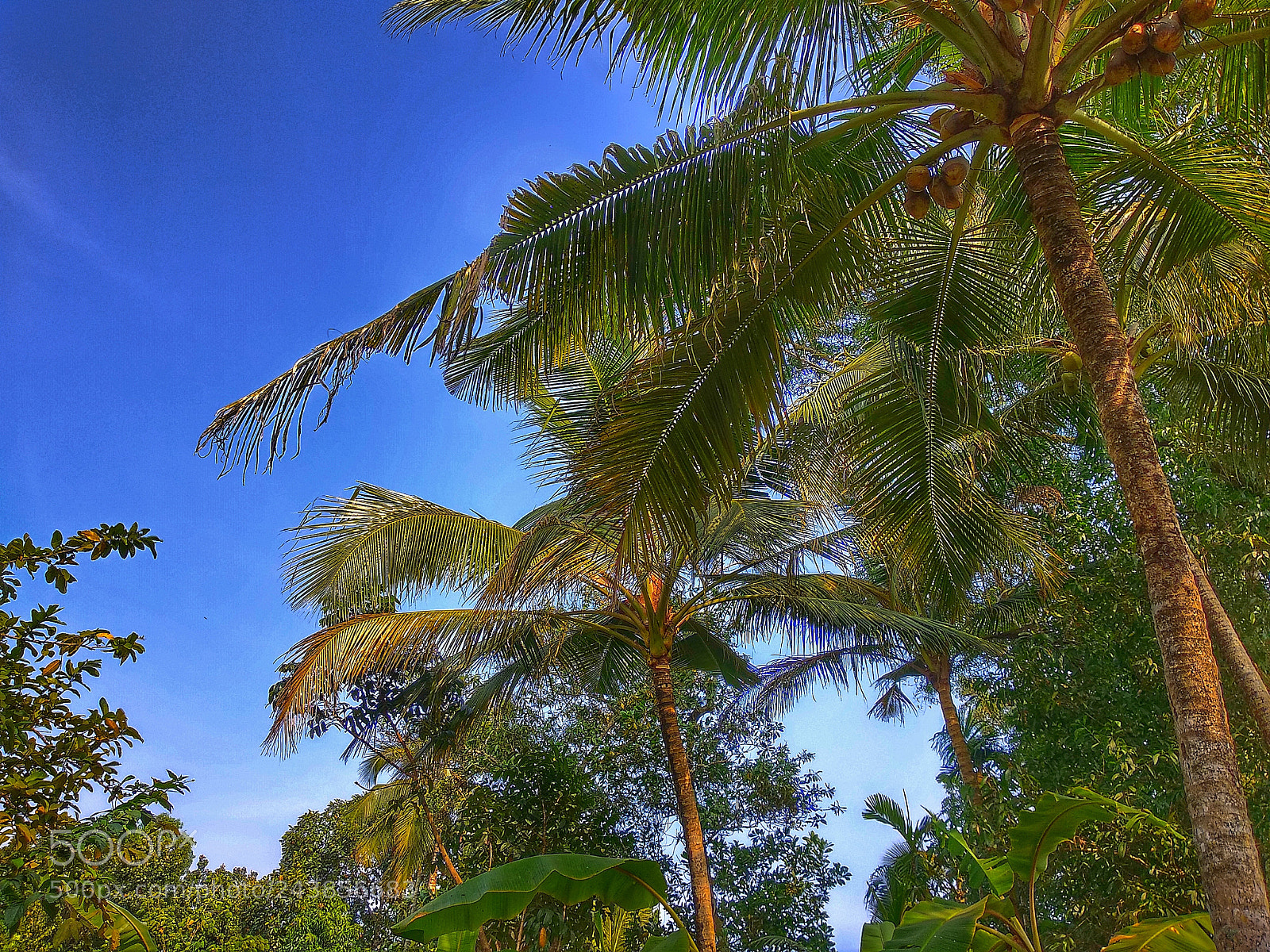 Xiaomi Mi A1 sample photo. Sky is green photography